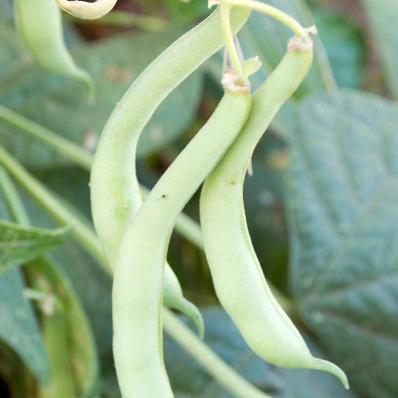 Tendergreen Bush Bean Seeds (Organic) Peaceful Valley