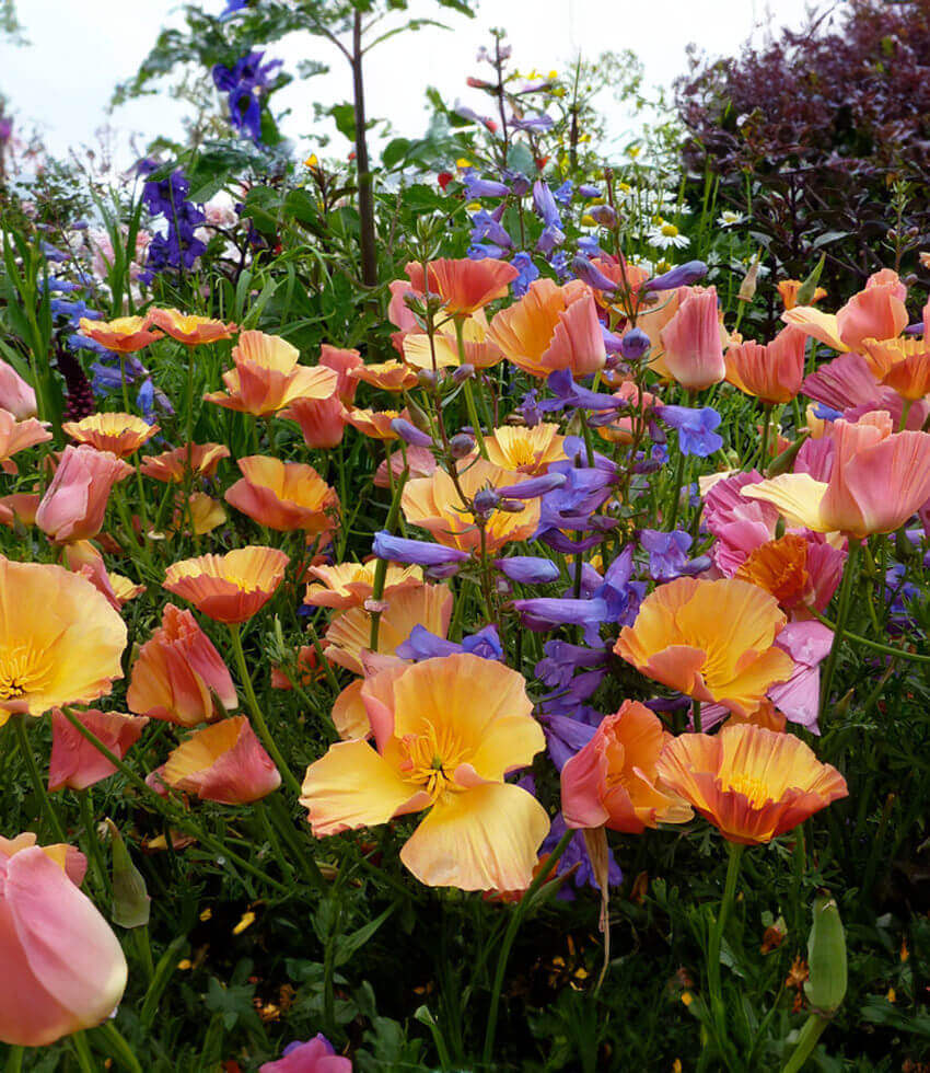 Eschscholzia californica - Apricot Chiffon Annie's Annuals