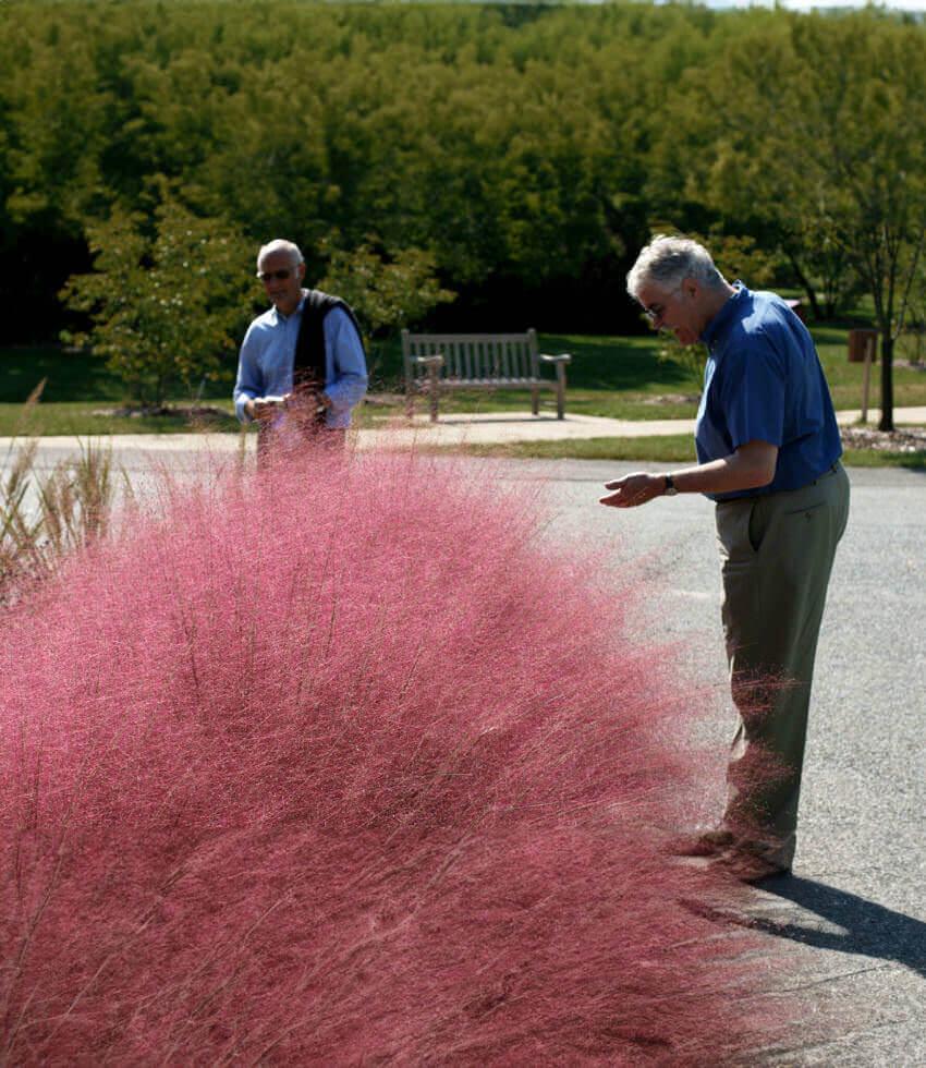 Muhlenbergia Capillaris Grow Organic
