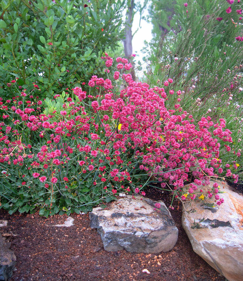 Eriogonum Grande Rubescens Grow Organic