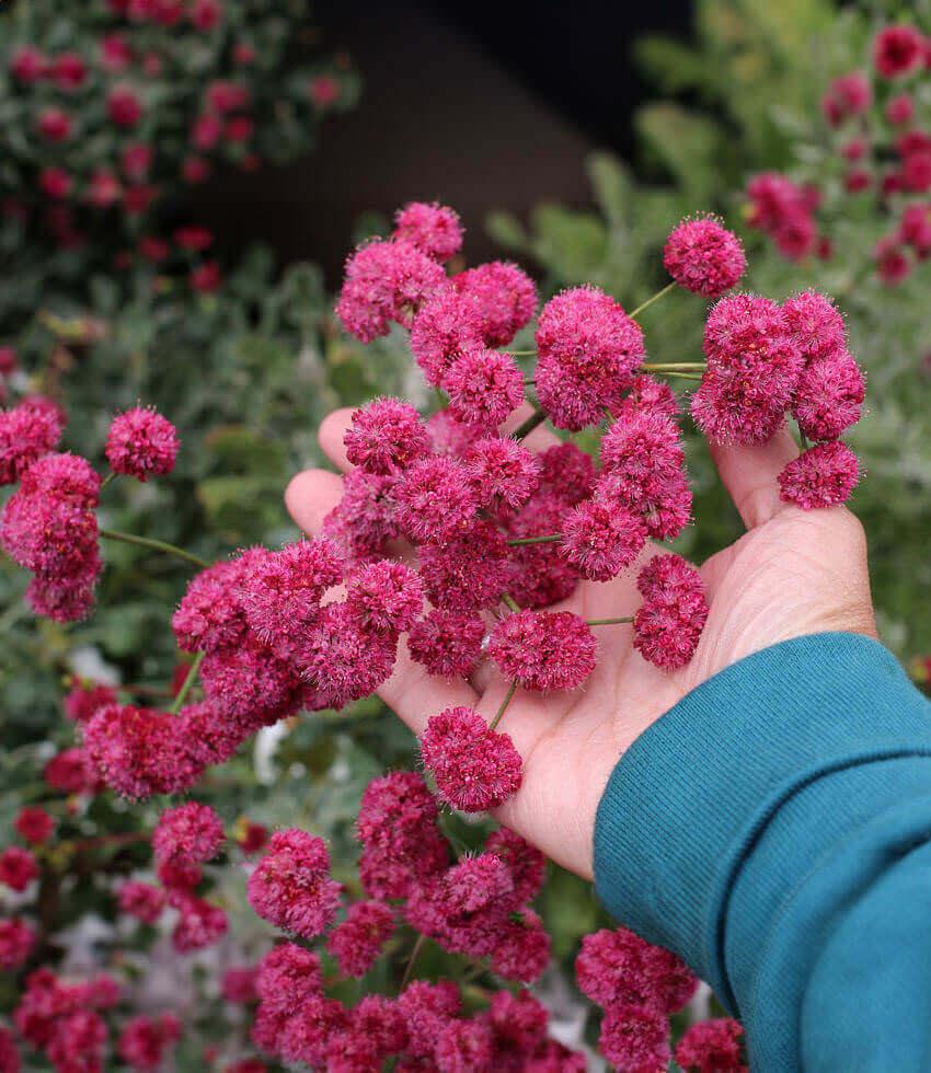 Eriogonum Grande Rubescens Grow Organic