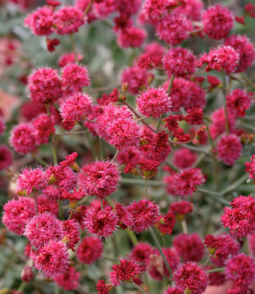 Eriogonum Grande Rubescens Grow Organic