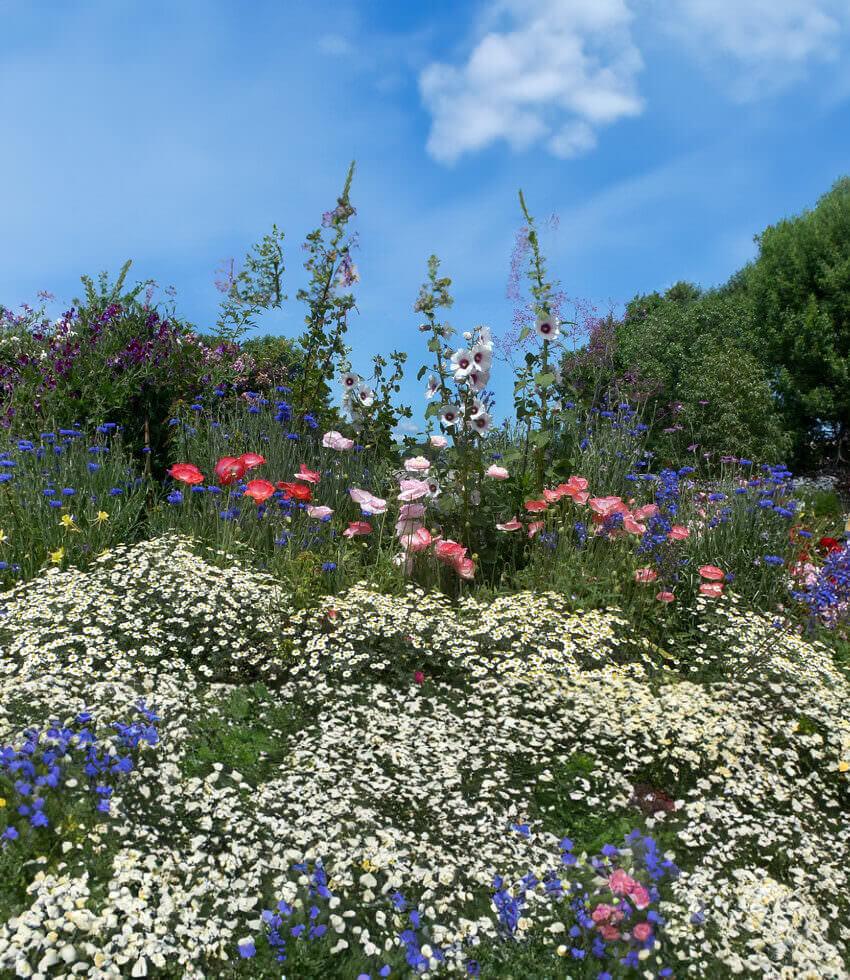 Centaurea Cyanus - Blue Diadem Grow Organic