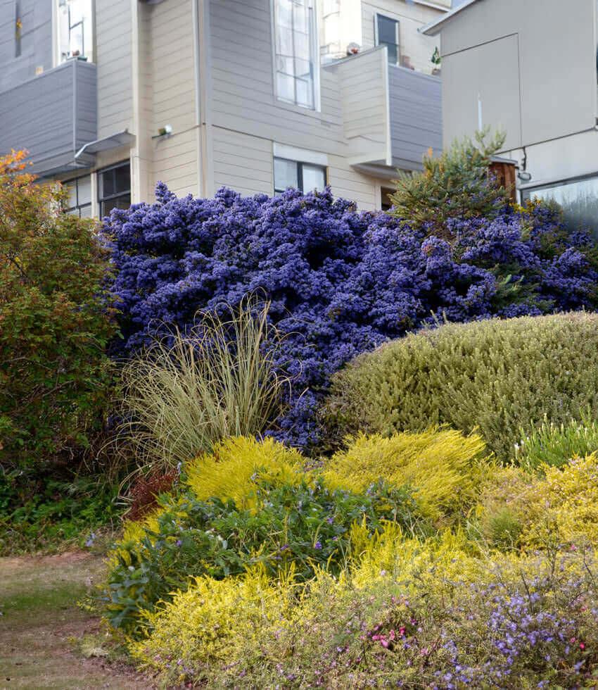Ceanothus - Julia Phelps Grow Organic
