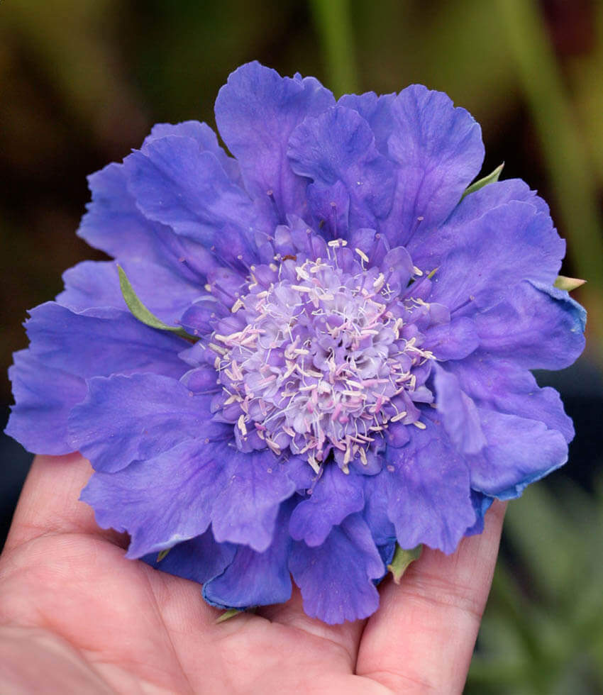Scabiosa Caucasica - Fama Blue Grow Organic