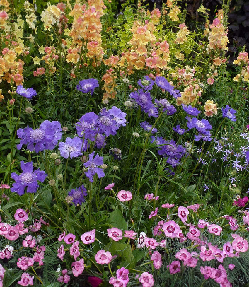 Scabiosa Caucasica - Fama Blue Grow Organic