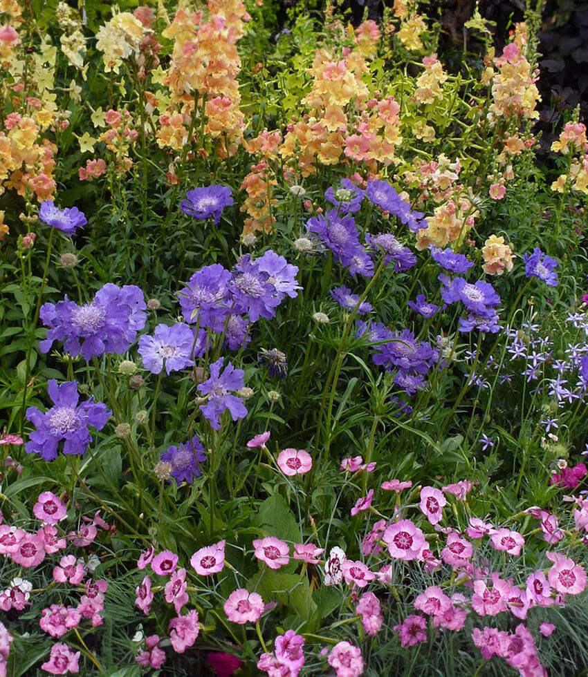 Scabiosa Caucasica - Fama Blue Grow Organic