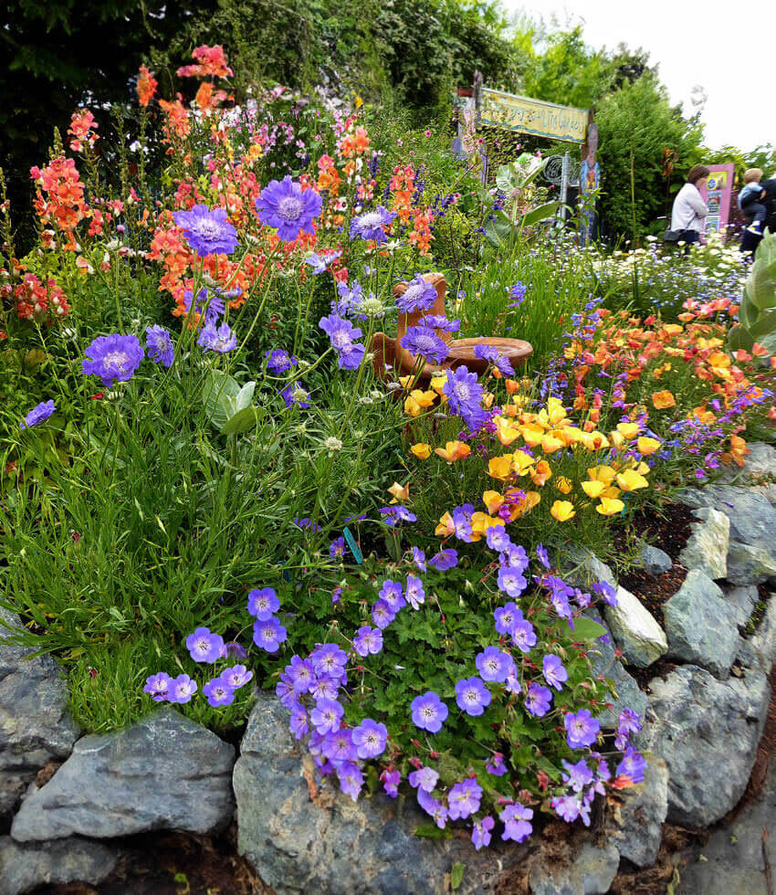 Scabiosa Caucasica - Fama Blue Grow Organic