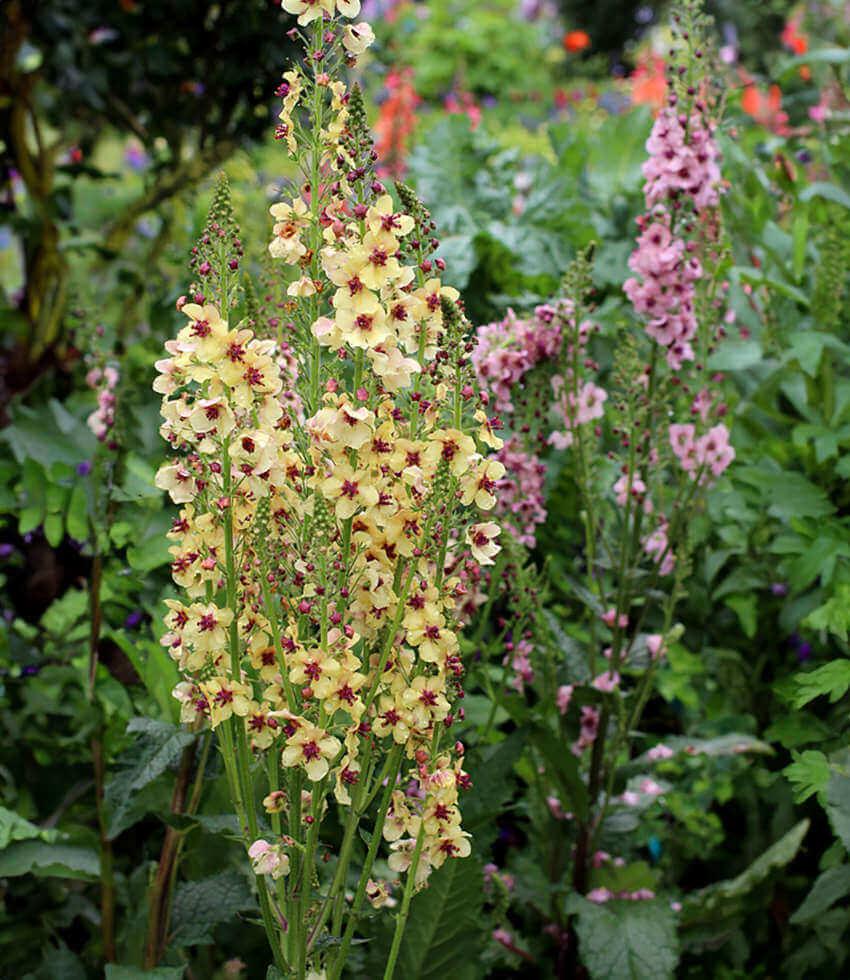 Verbascum Hybrid - Southern Charm Grow Organic