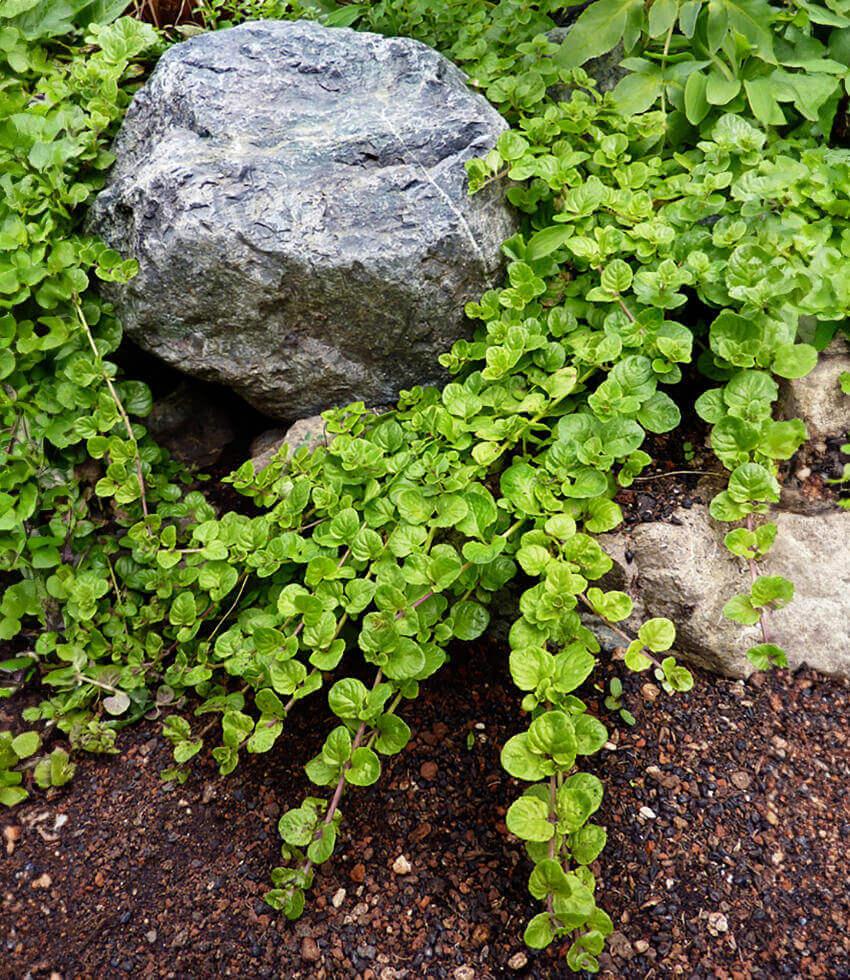 Satureja Douglasii Grow Organic