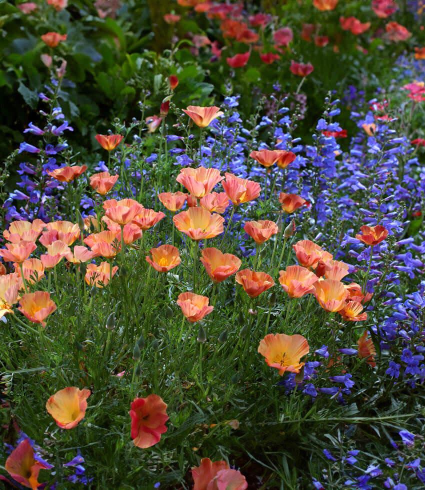 Eschscholzia Californica - Apricot Chiffon Grow Organic