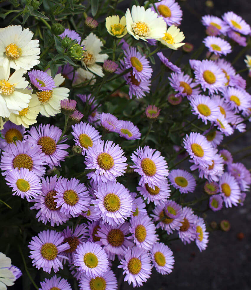 Erigeron Glaucus - Wayne Roderick Grow Organic