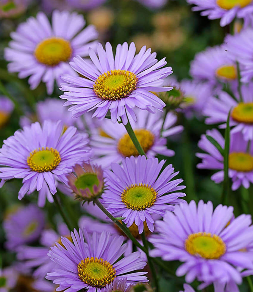 Erigeron Glaucus - Wayne Roderick Grow Organic