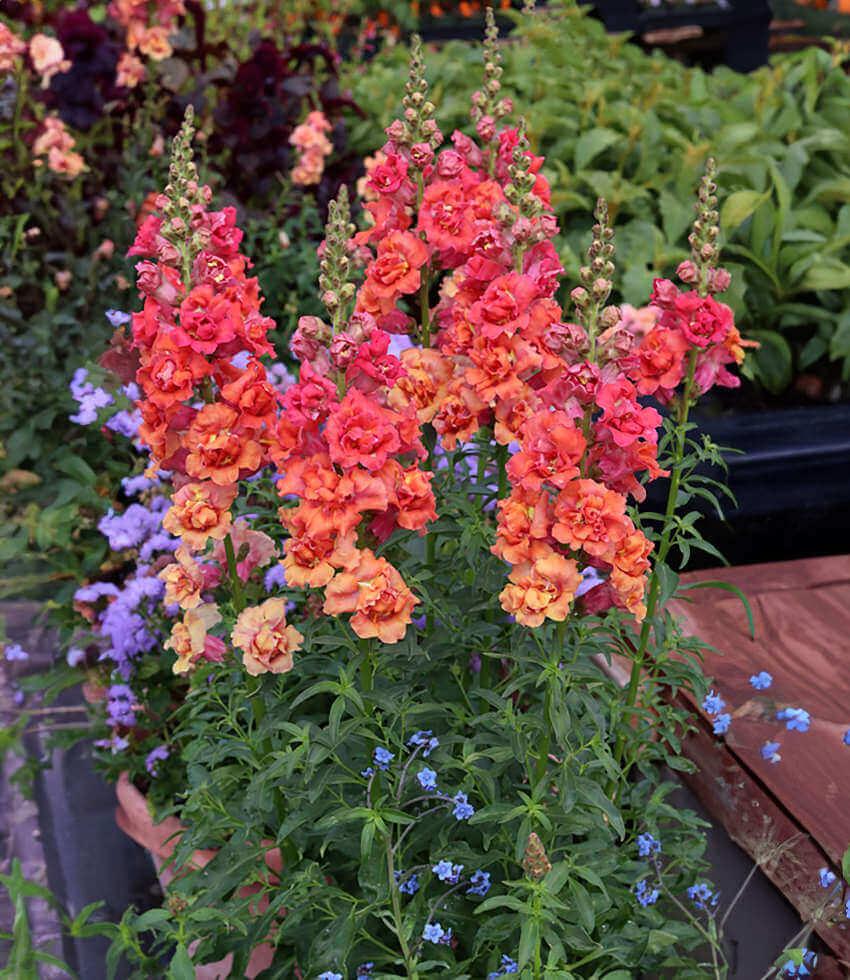 Antirrhinum Majus - Double Azalea Bronze Grow Organic