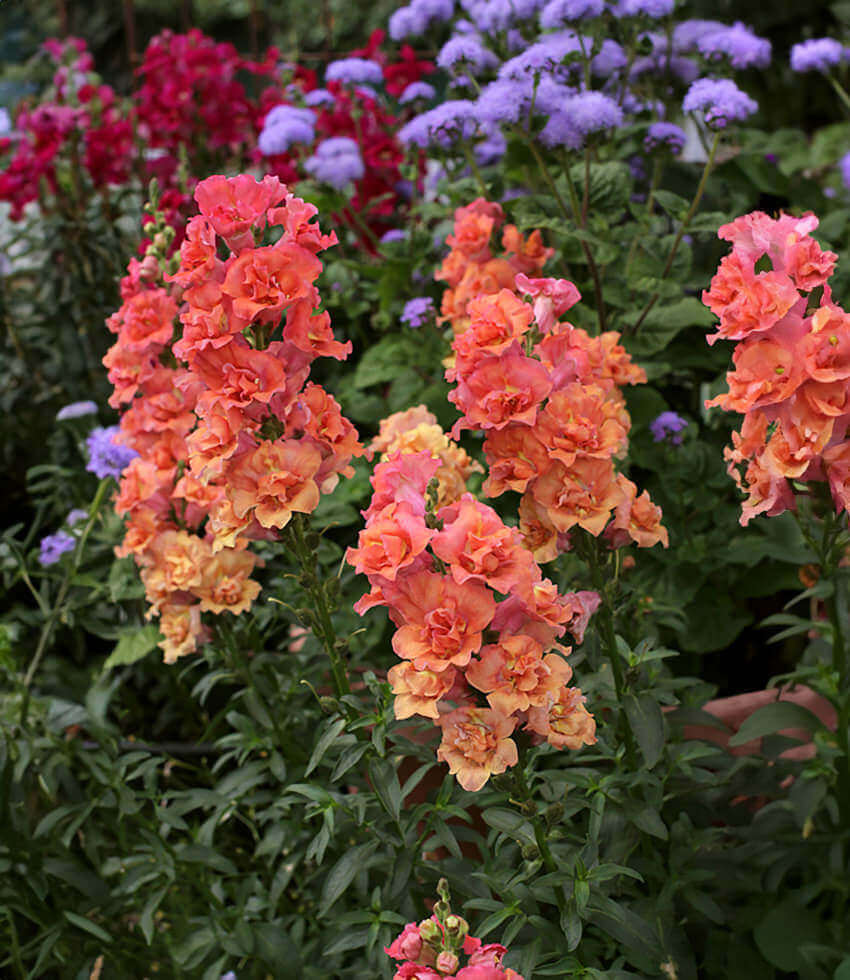 Antirrhinum Majus - Double Azalea Bronze Grow Organic