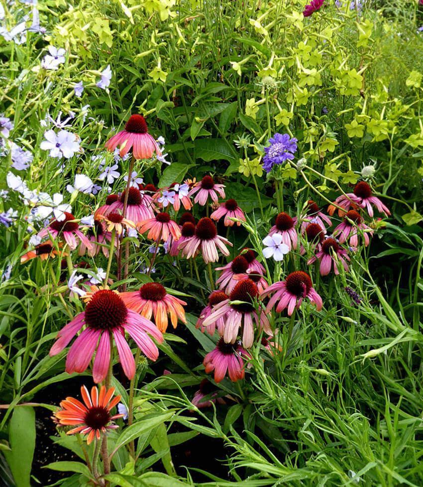 Echinacea - Rainbow Marcella Grow Organic