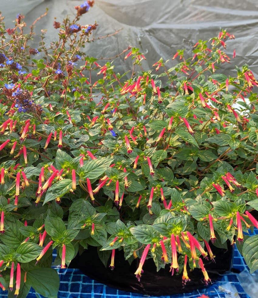 Cuphea - Hummingbird's Lunch Grow Organic