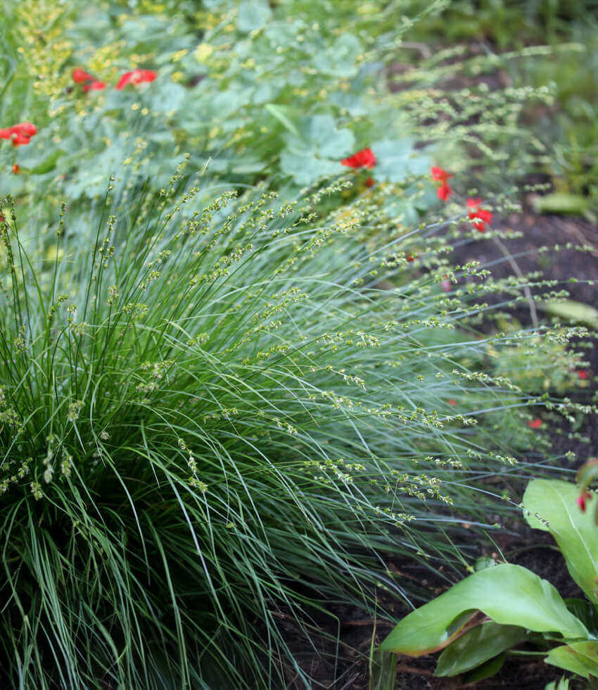 Carex Divulsa Grow Organic