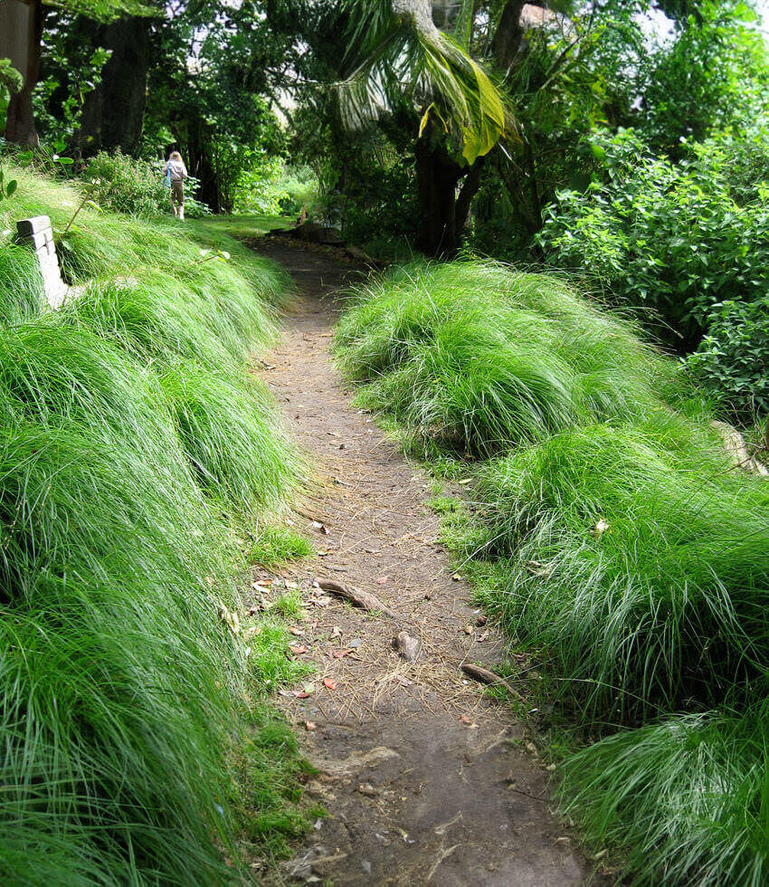 Carex Divulsa Grow Organic