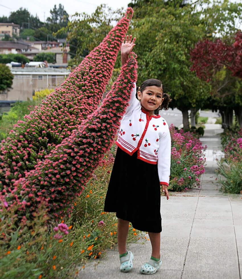 Echium Wildpretii Grow Organic