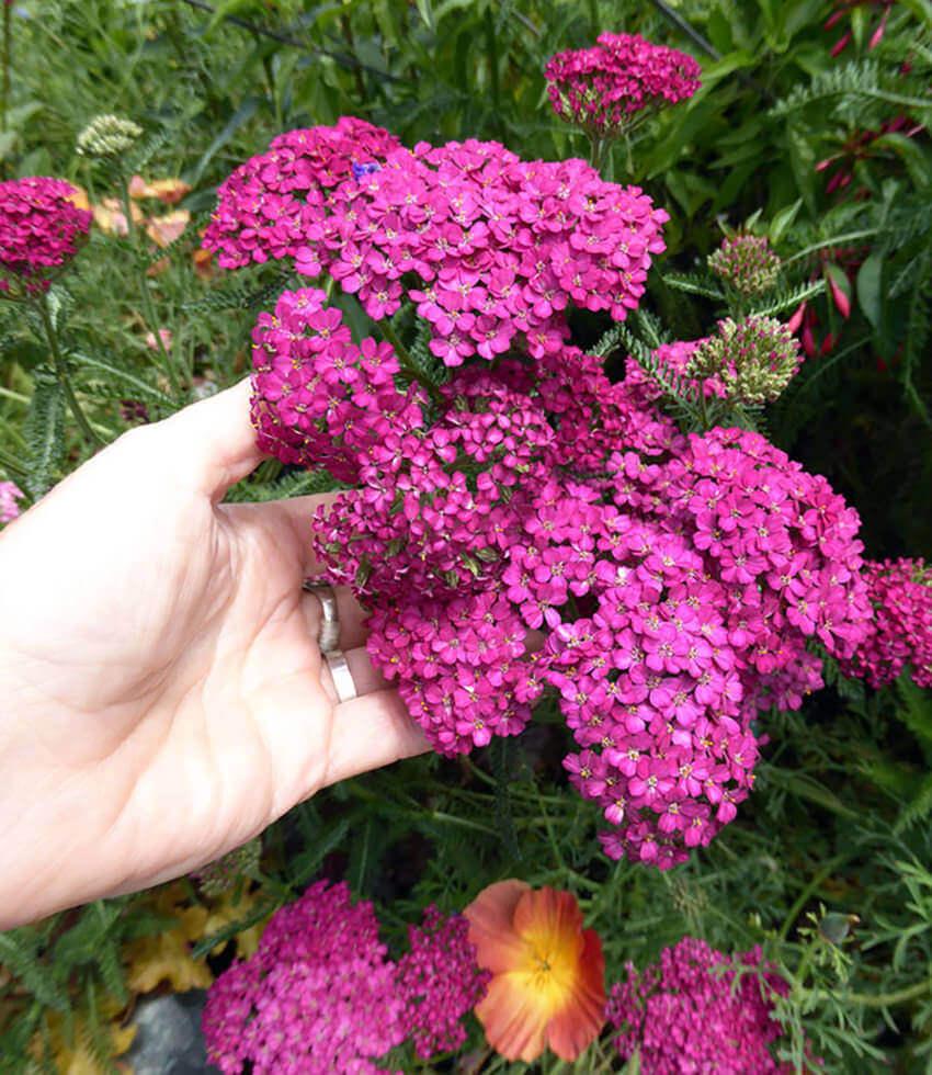 Achillea Millefolium - Rosa Maria Grow Organic