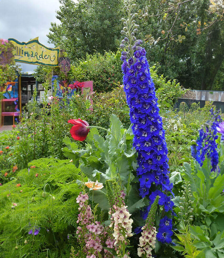 Delphinium Elatum - Cobalt Dreams Grow Organic