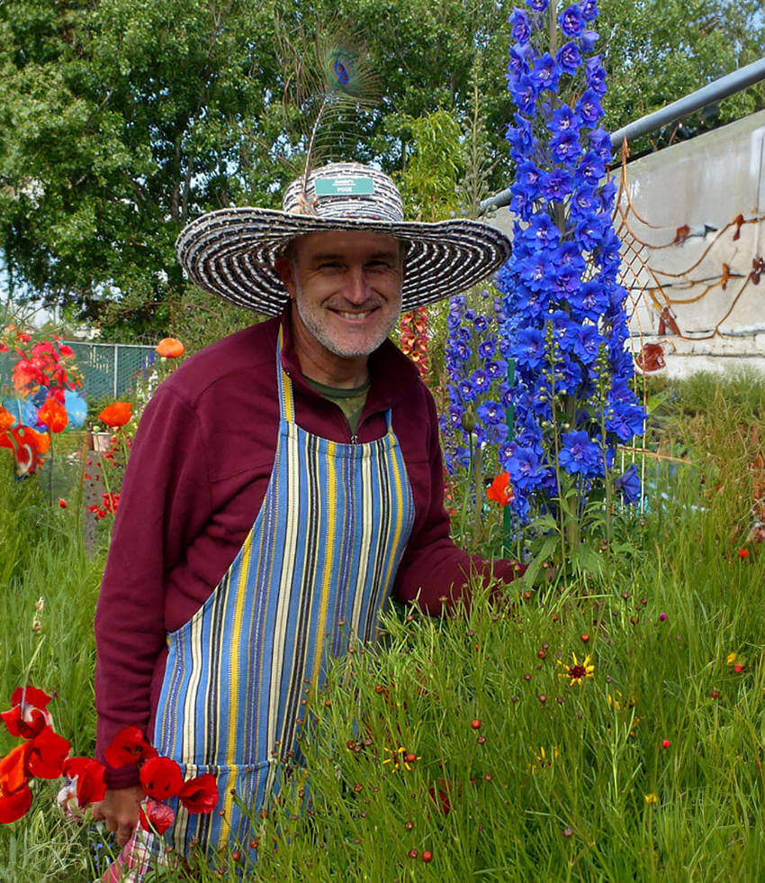 Delphinium Elatum - Cobalt Dreams Grow Organic