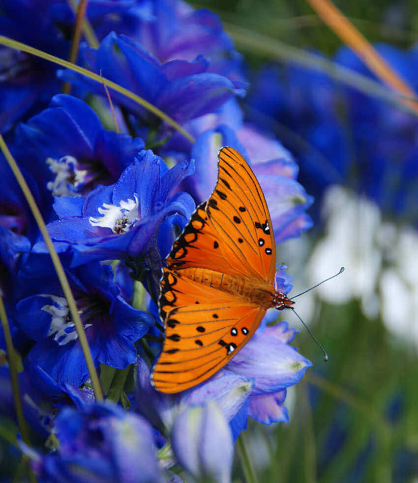 Delphinium Elatum - Cobalt Dreams Grow Organic