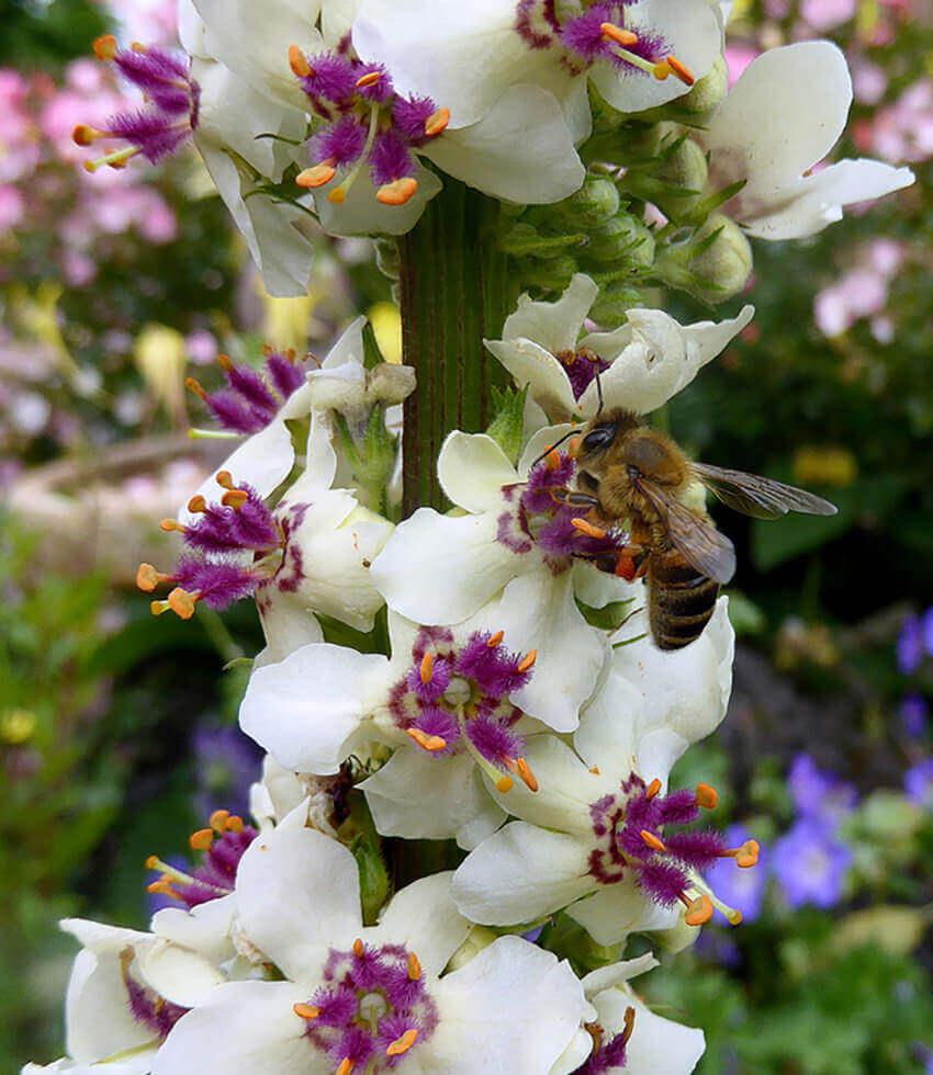 Verbascum Chaixii - Wedding Candles Grow Organic