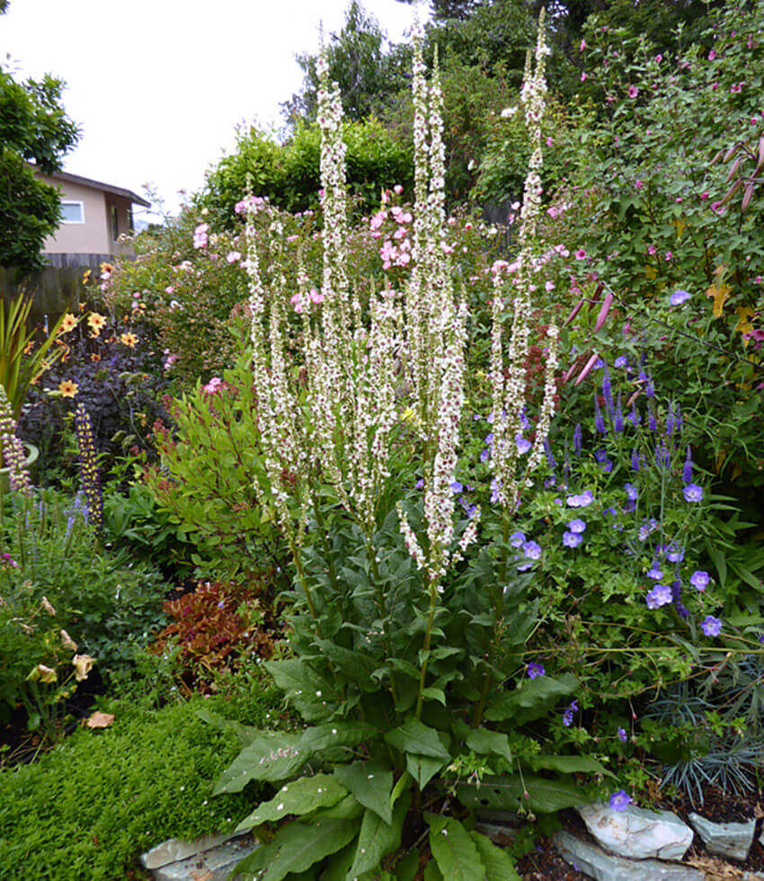 Verbascum Chaixii - Wedding Candles Grow Organic
