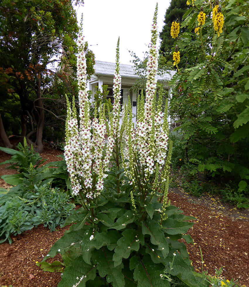 Verbascum Chaixii - Wedding Candles Grow Organic
