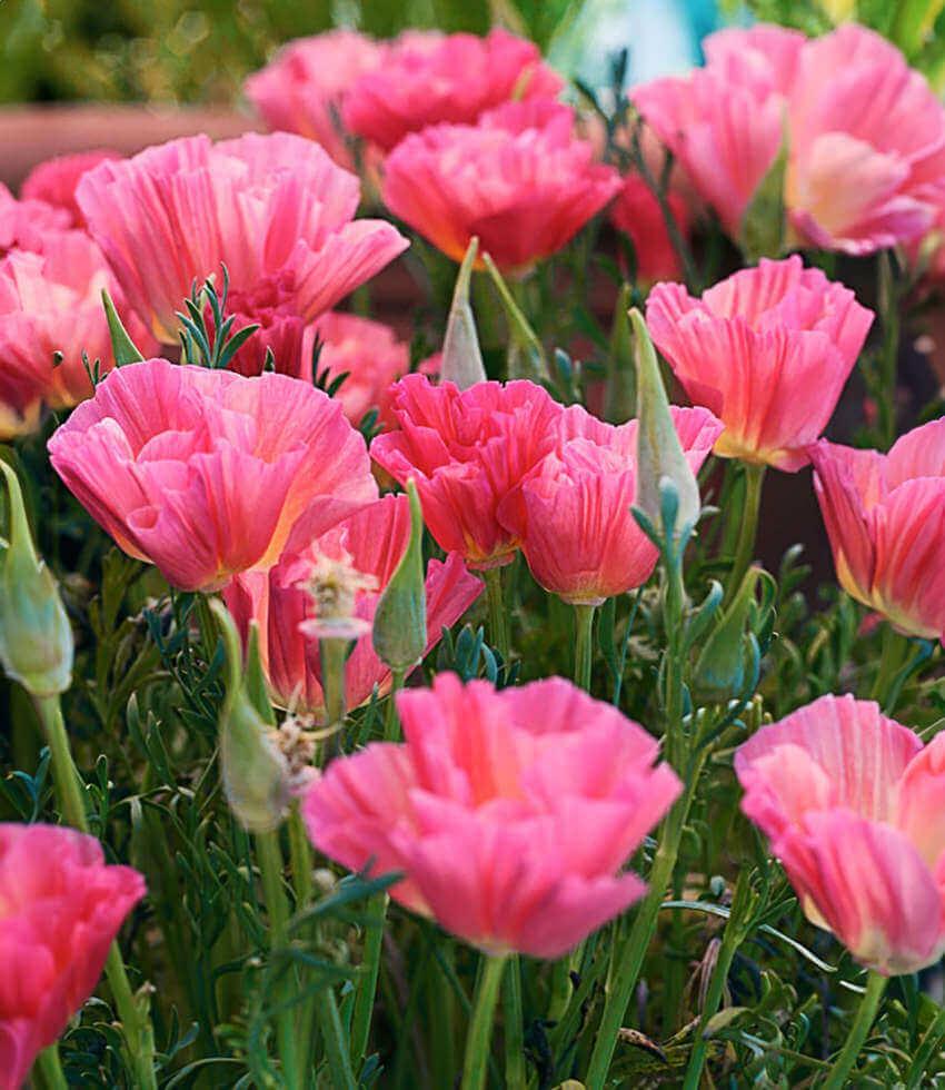 Eschscholzia Californica - Rose Chiffon Grow Organic