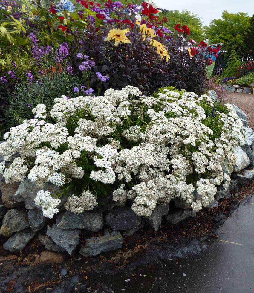 Achillea Millefolium - Sonoma Coast Grow Organic