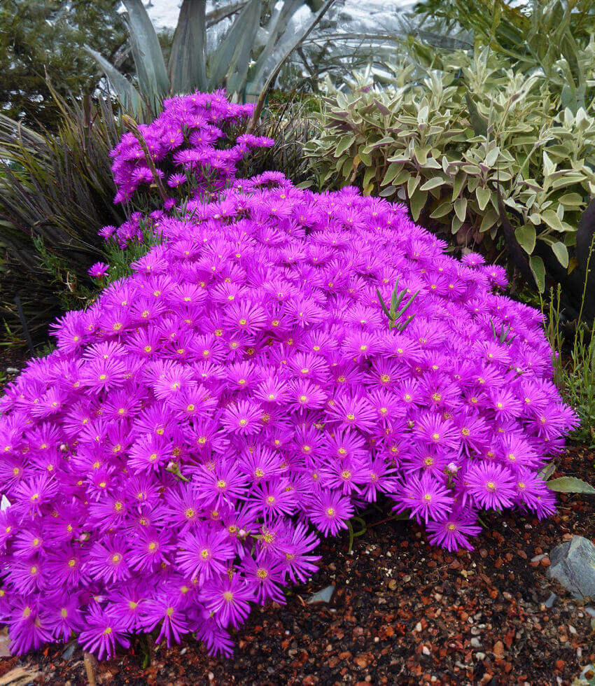 Lampranthus Sp. - Pink Kaboom Annie's Annuals