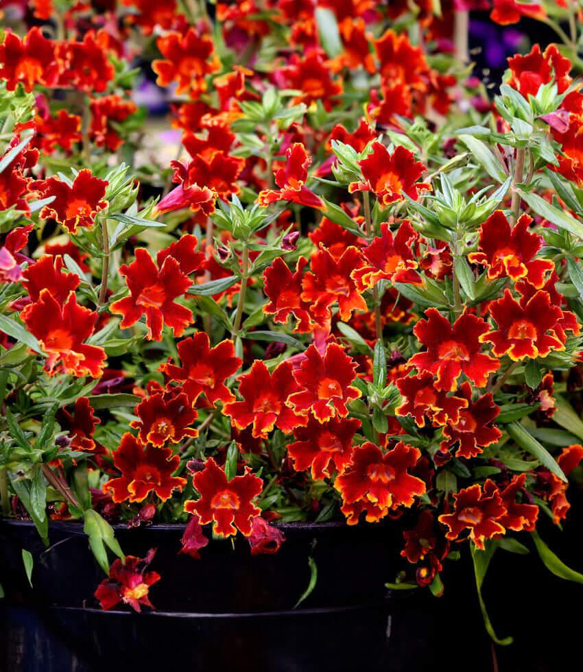 Mimulus - Jelly Bean Fiesta Marigold Grow Organic