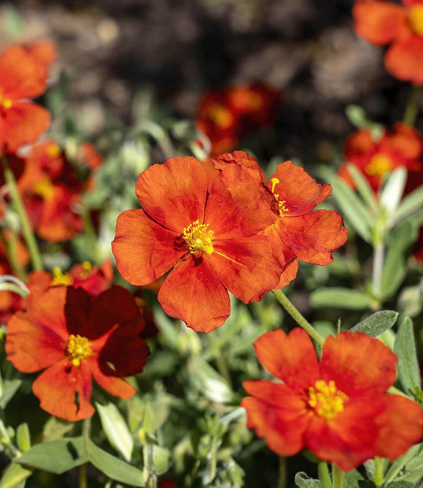 Helianthemum Nummularium - Henfield Brilliant Grow Organic