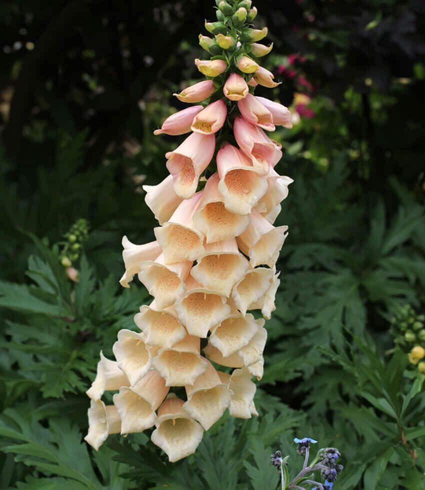 Digitalis Purpurea - Dalmatian Peach Grow Organic