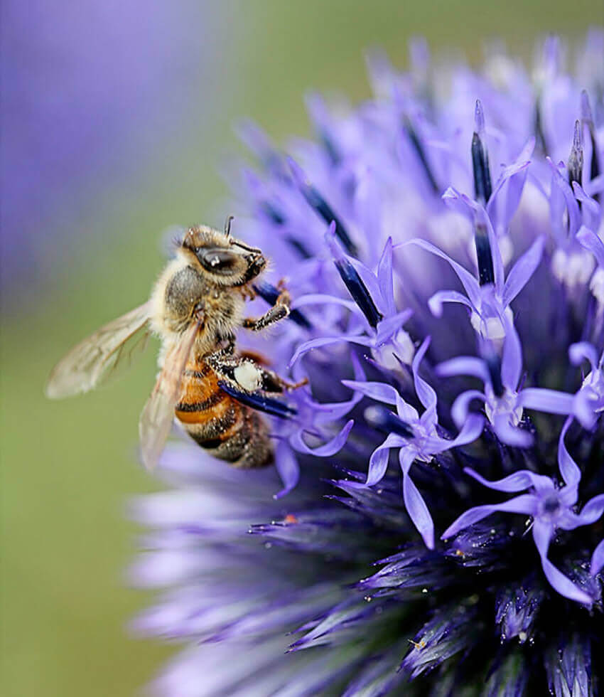 Echinops Ritro Ruthenicus Grow Organic
