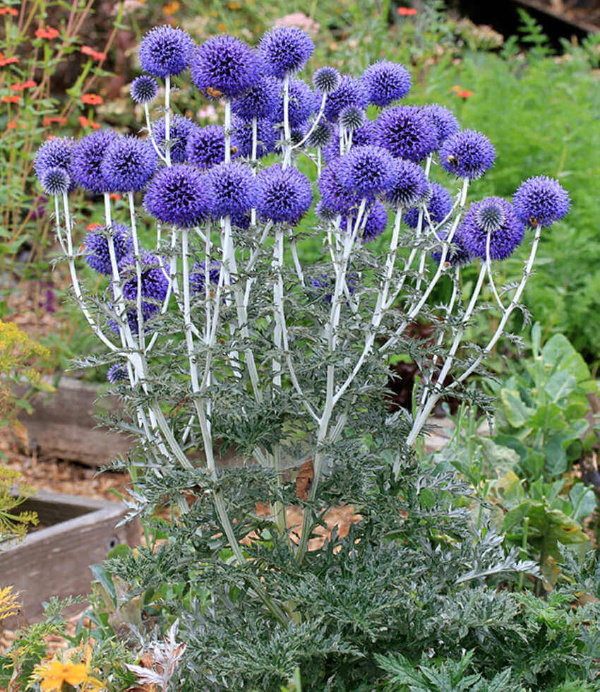 Echinops Ritro Ruthenicus Grow Organic