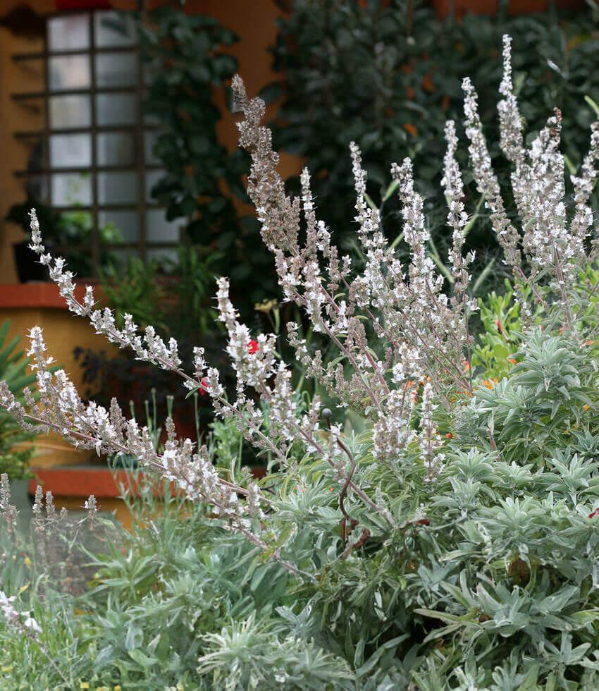 Salvia Apiana Grow Organic