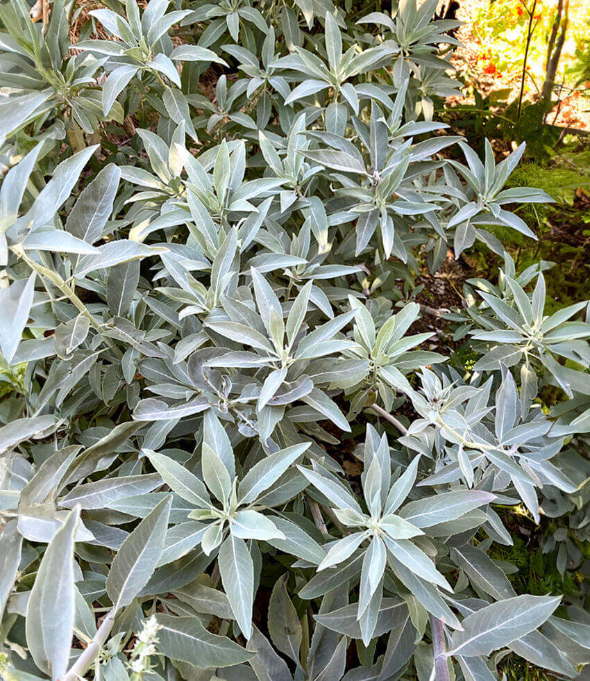 Salvia Apiana Grow Organic