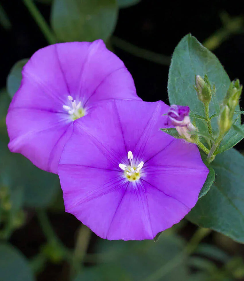 Convolvulus Sabatius Grow Organic