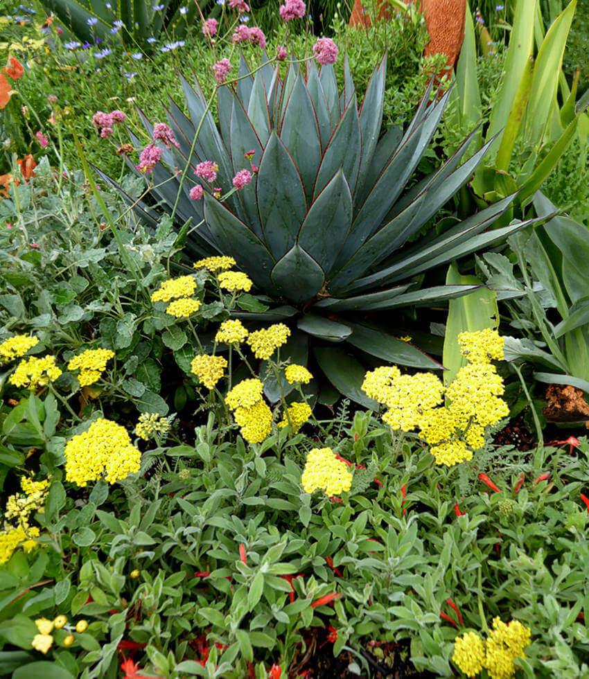 Achillea Millefolium - Little Moonshine Grow Organic