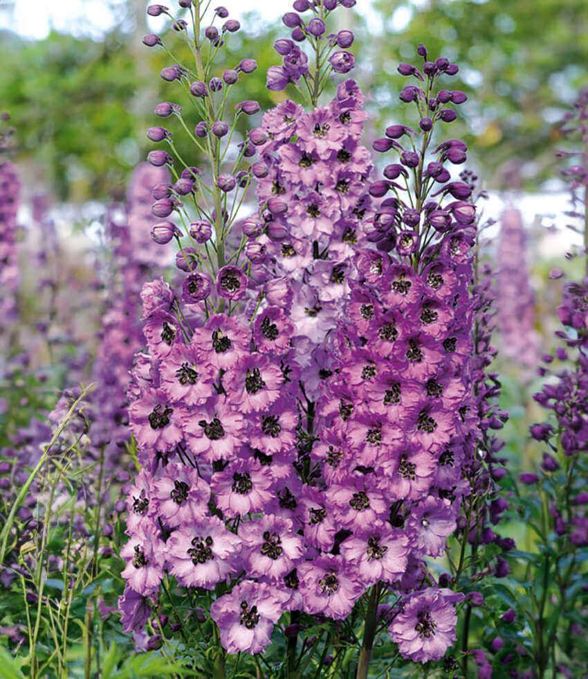 Delphinium Elatum - Dusky Maidens Grow Organic