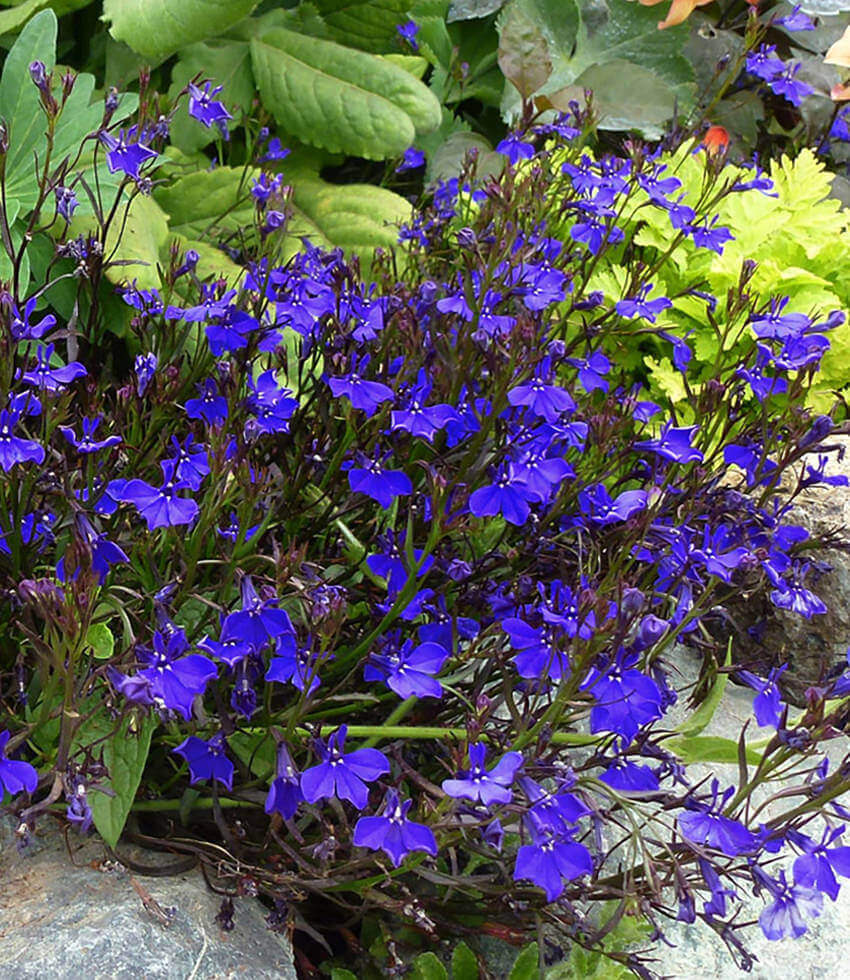 Lobelia Erinus - Monsoon Grow Organic