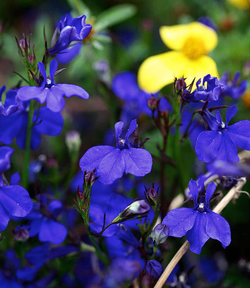Lobelia Erinus - Monsoon Grow Organic