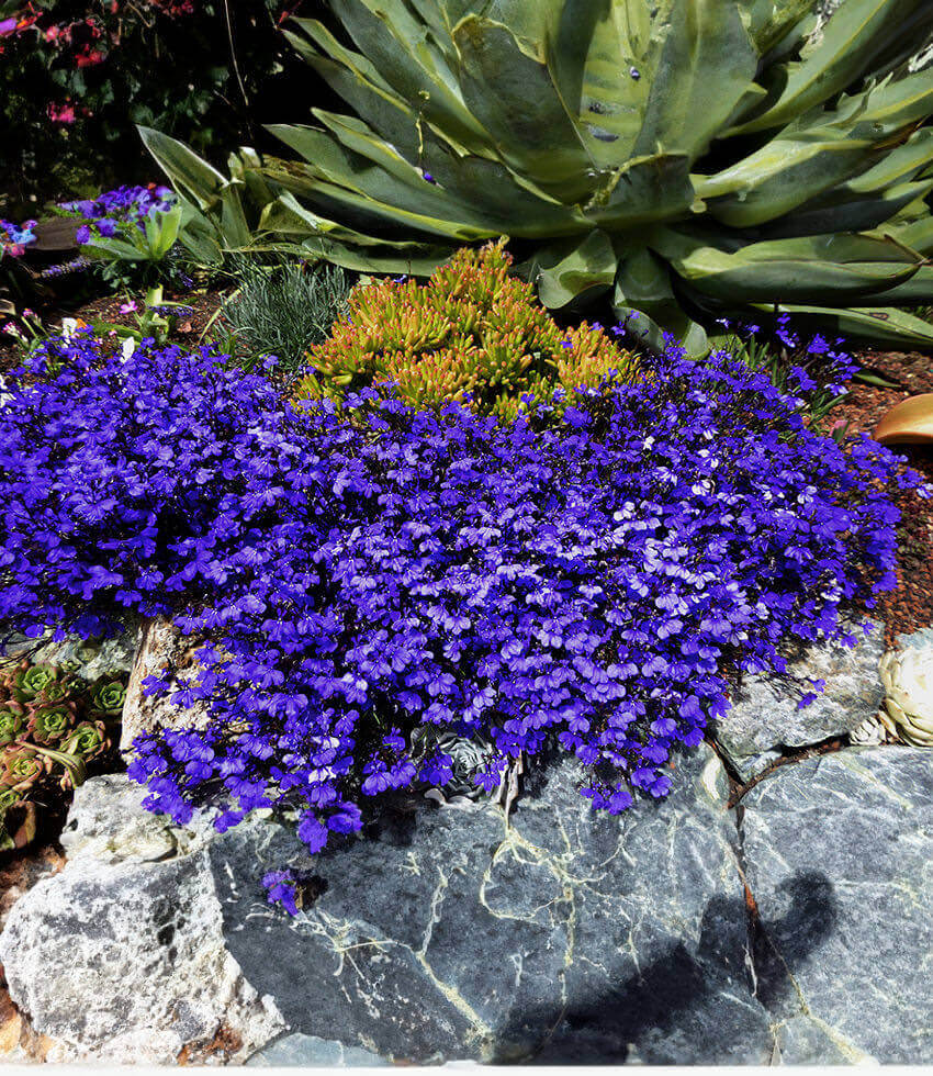 Lobelia Erinus - Monsoon Grow Organic