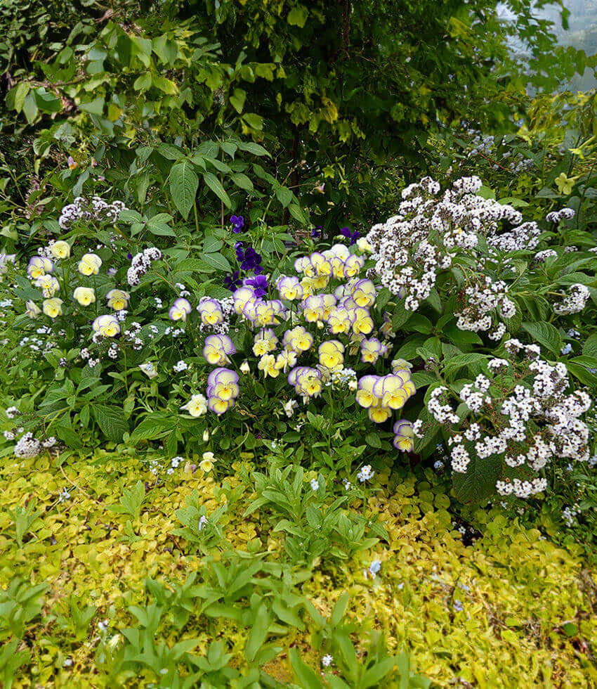 Viola - Etain Grow Organic