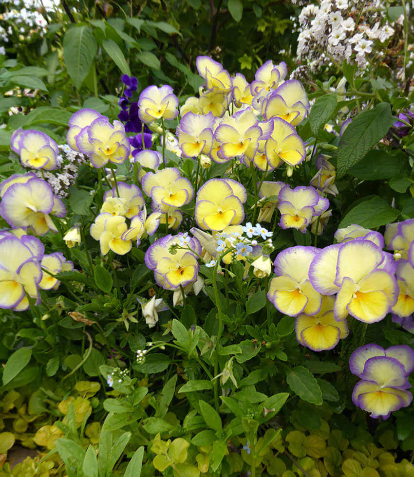 Viola - Etain Grow Organic