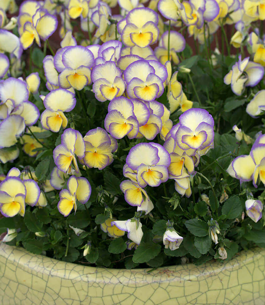 Viola - Etain Grow Organic